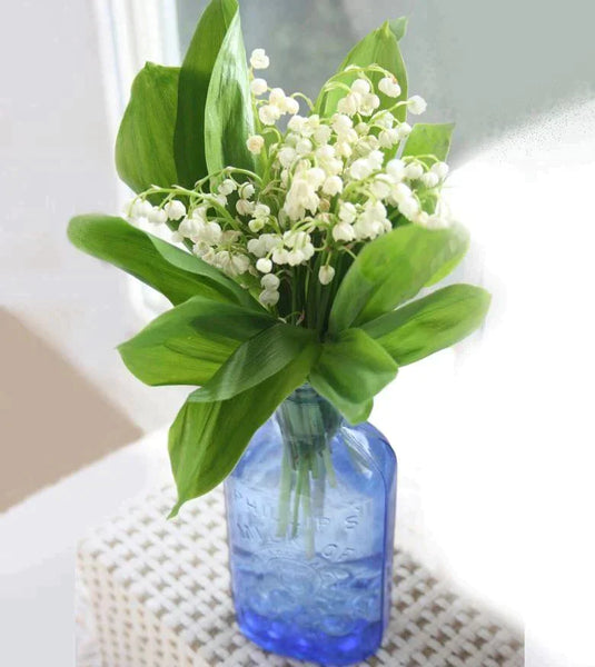 http://rof.flowercompany.ca/cdn/shop/products/lily-of-the-valley-bouquet-toronto-flower-co-472707_grande.webp?v=1684916139