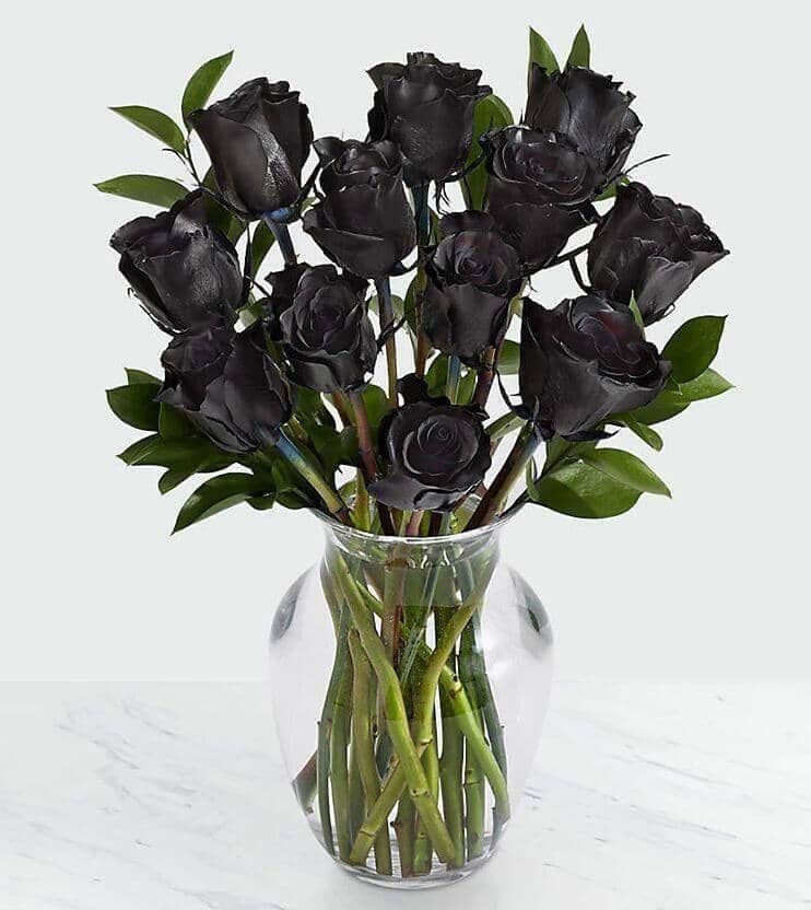 12 Black Long Stem Roses - Black Roses