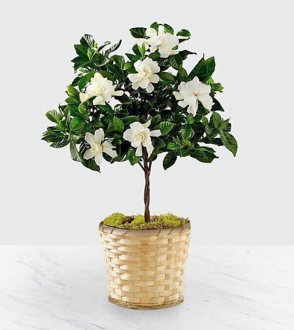 Blooming Tranquility™ Gardenia Plant