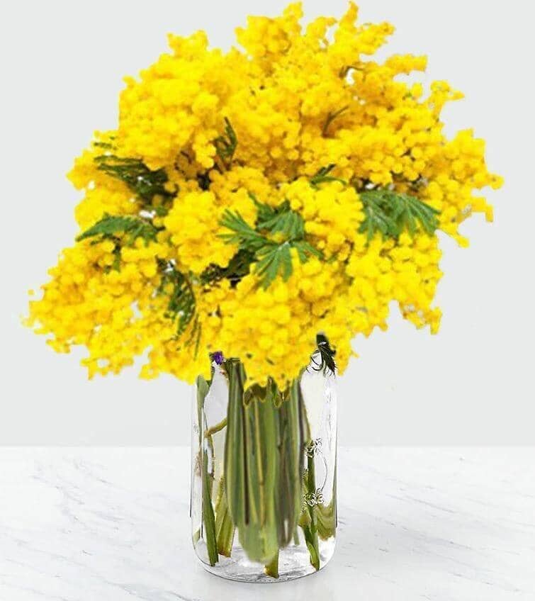 Bouquet of Mimosa™