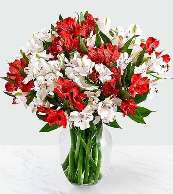 Lover’s Peruvian Lilies - Vase of red and white peruvian Lilies
