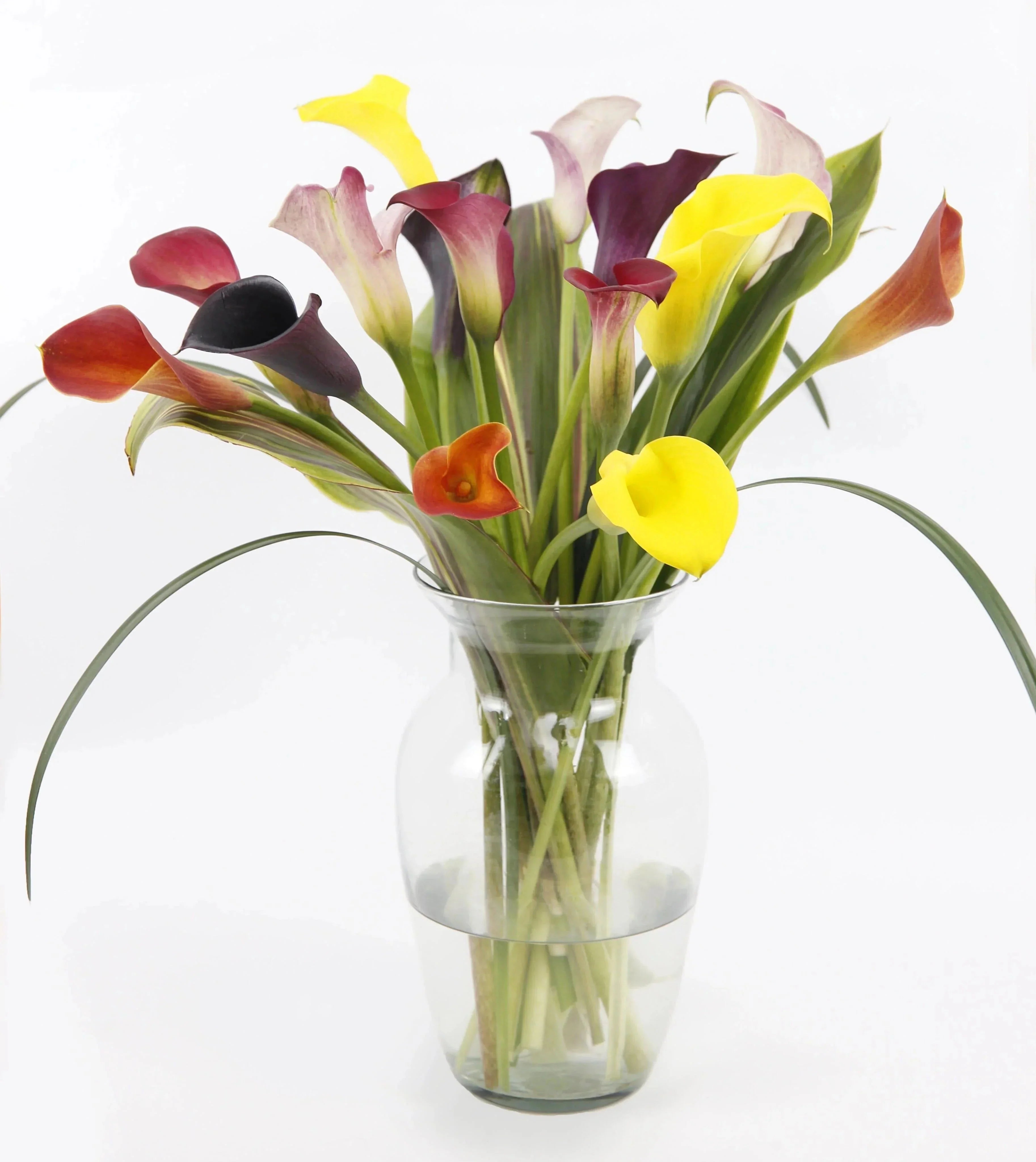 Captured Color™ Calla Lily Bouquet Toronto Flower Co.