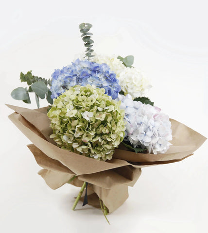 Mixed bouquet of premium, large hydrangeas in different and natural shades. These exclusive varieties will amaze any lucky recipient. Send top quality hydrangeas grown in Colombia and delivered directly by Flower Co.