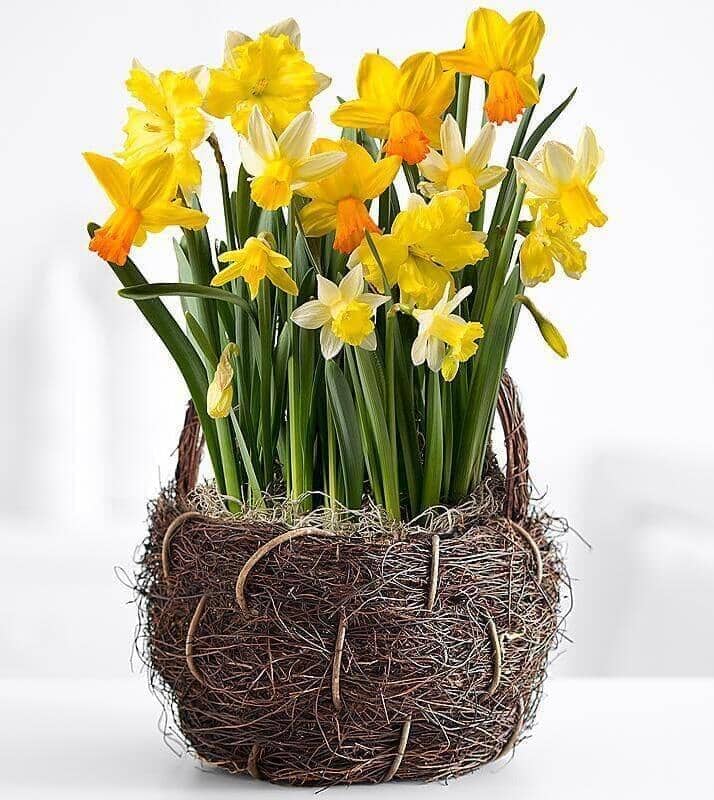 Happy Easter Daffodils™