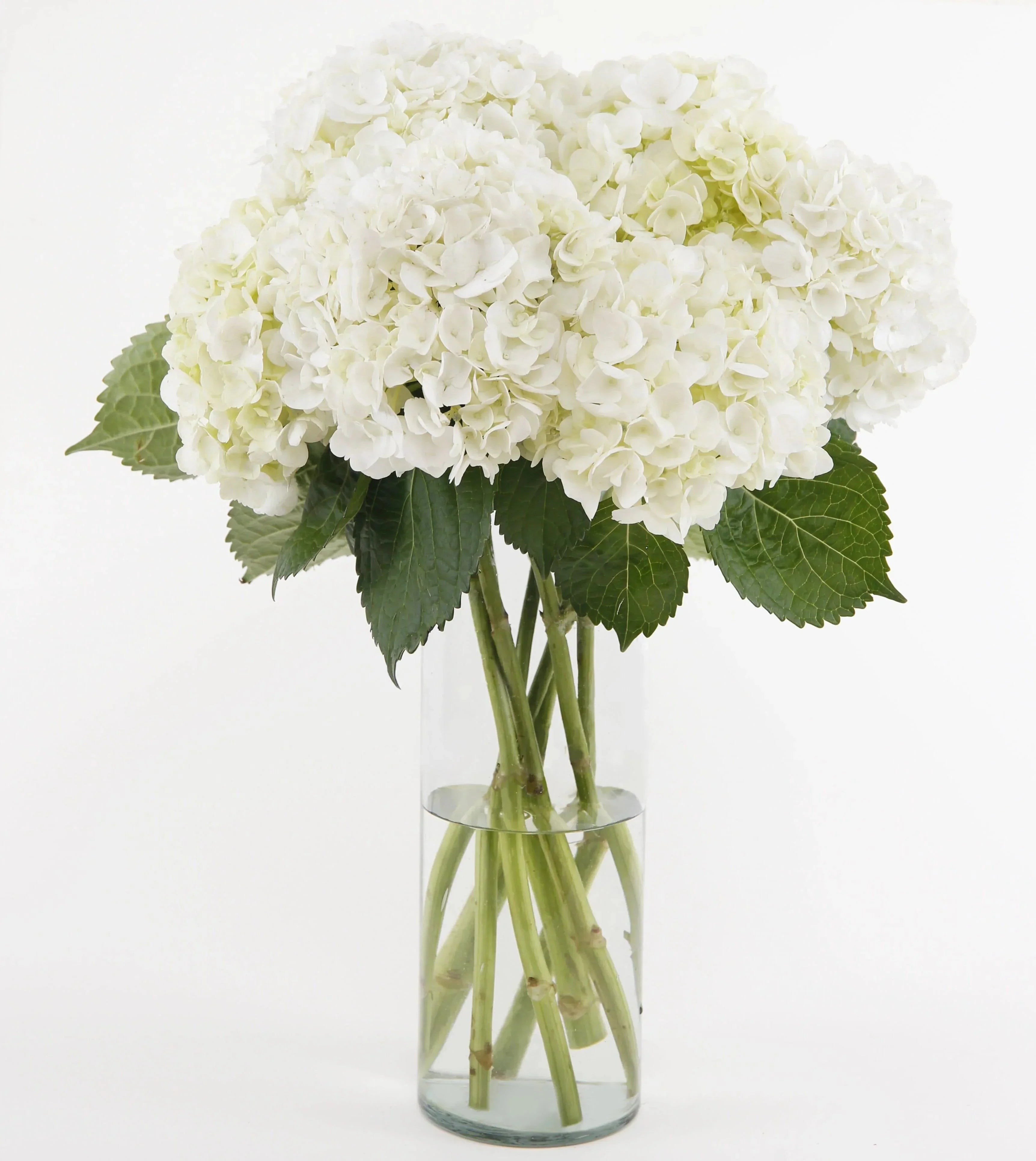 Ivory Hydrangea Bouquet™