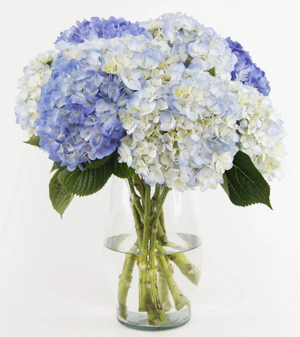 Joyful Inspirations Bouquet Premium by Flower Co - Blue Hydrangeas