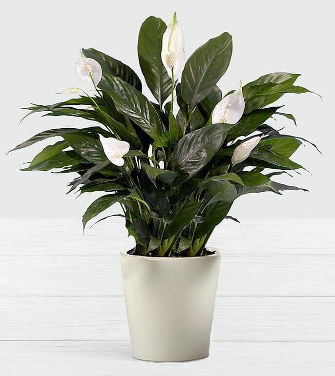 Premium Peace Lily - potted peace lily