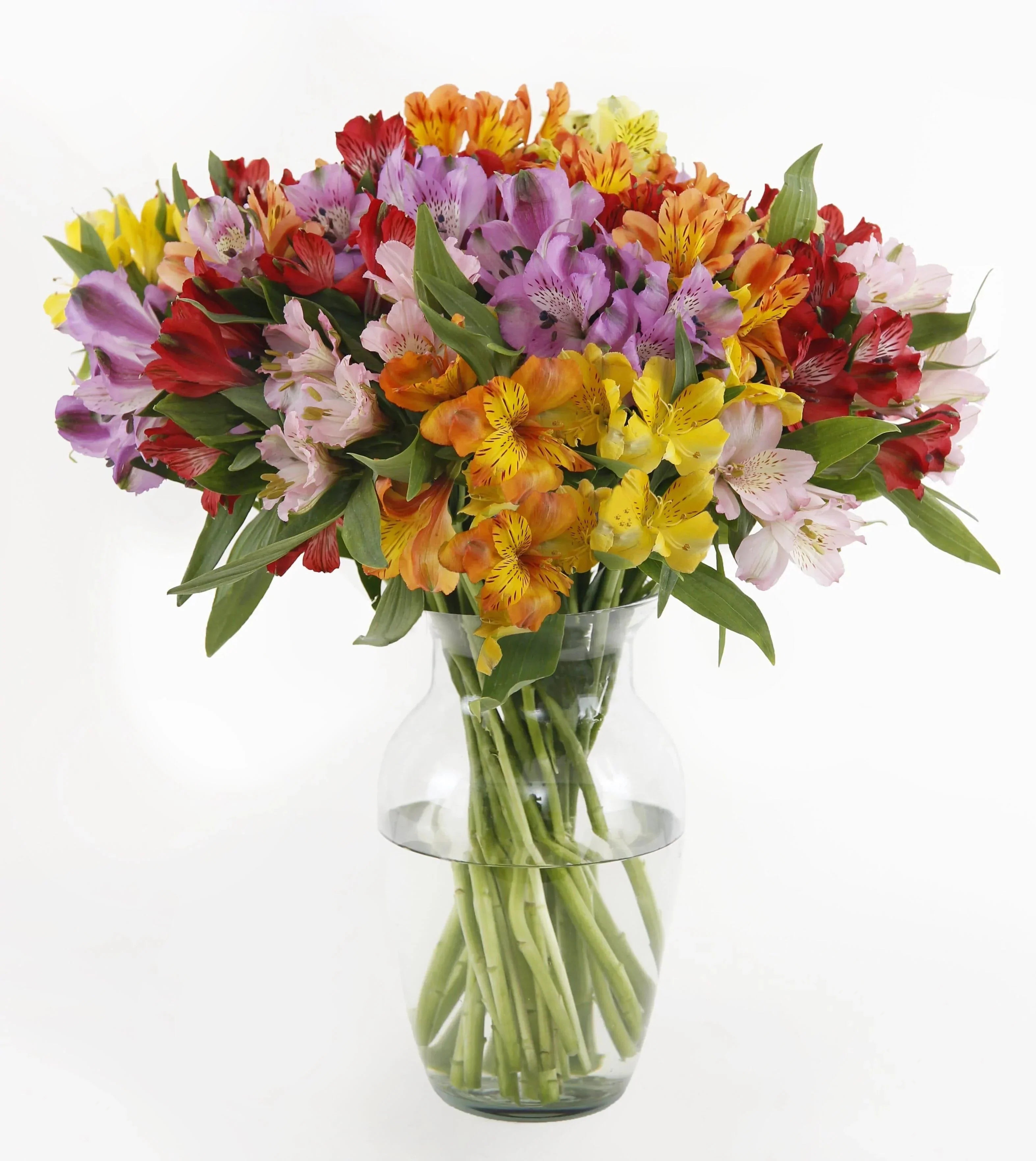 Rainbow's Discovery Peruvian Lily Bouquet - Flower Company
