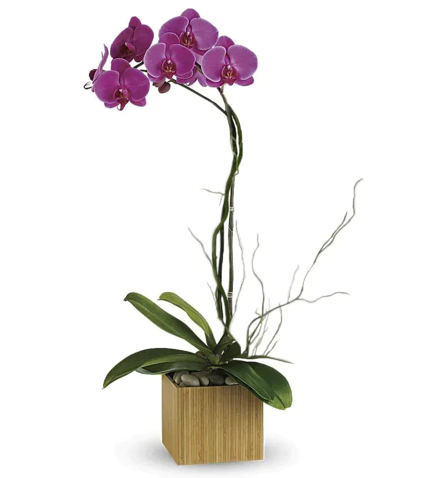 Stunning Sophistication Phalaenopsis Orchid - dark pink orchid , purple orchid , bamboo , planter