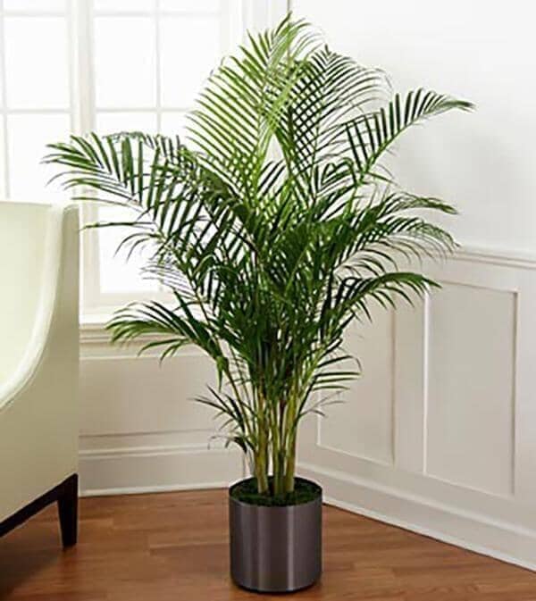 The Palm Plant™