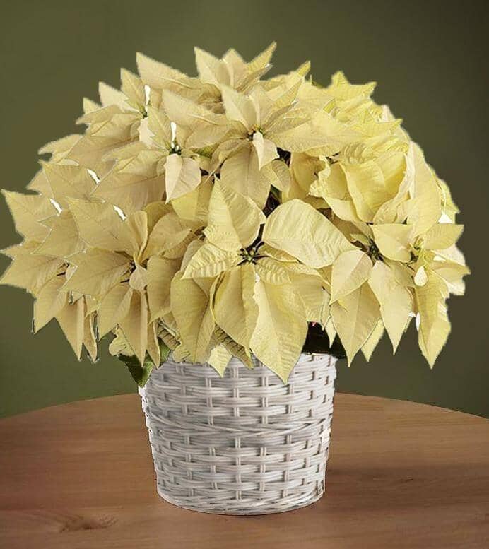 White Poinsettia Basket™